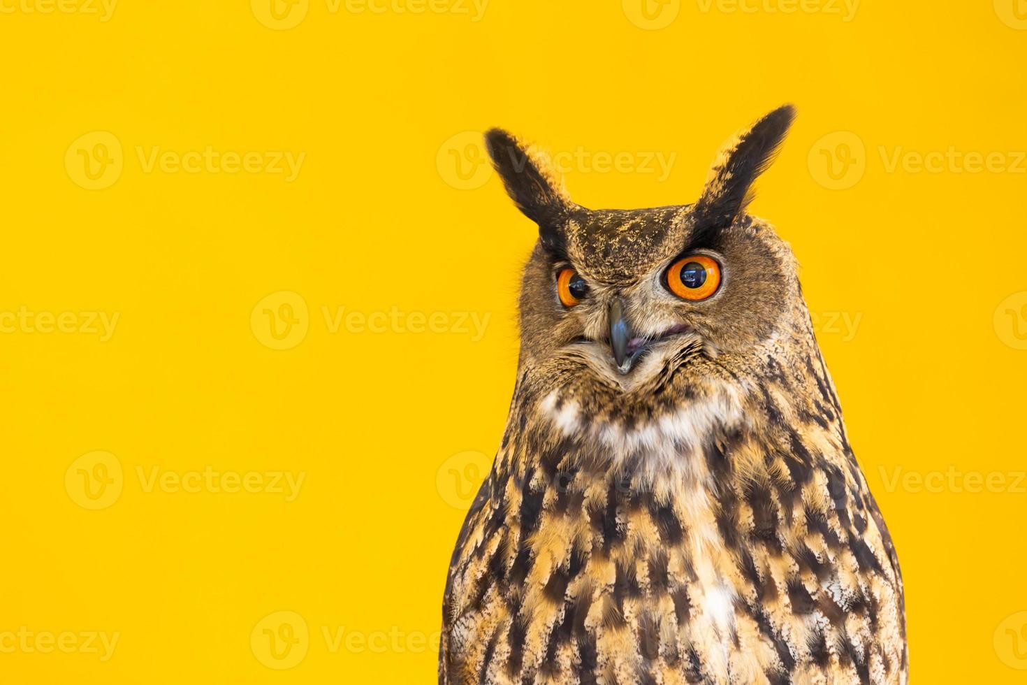 Owl closeup looking at the camera. One animal, nobody, concept for wildness and wildlife. photo