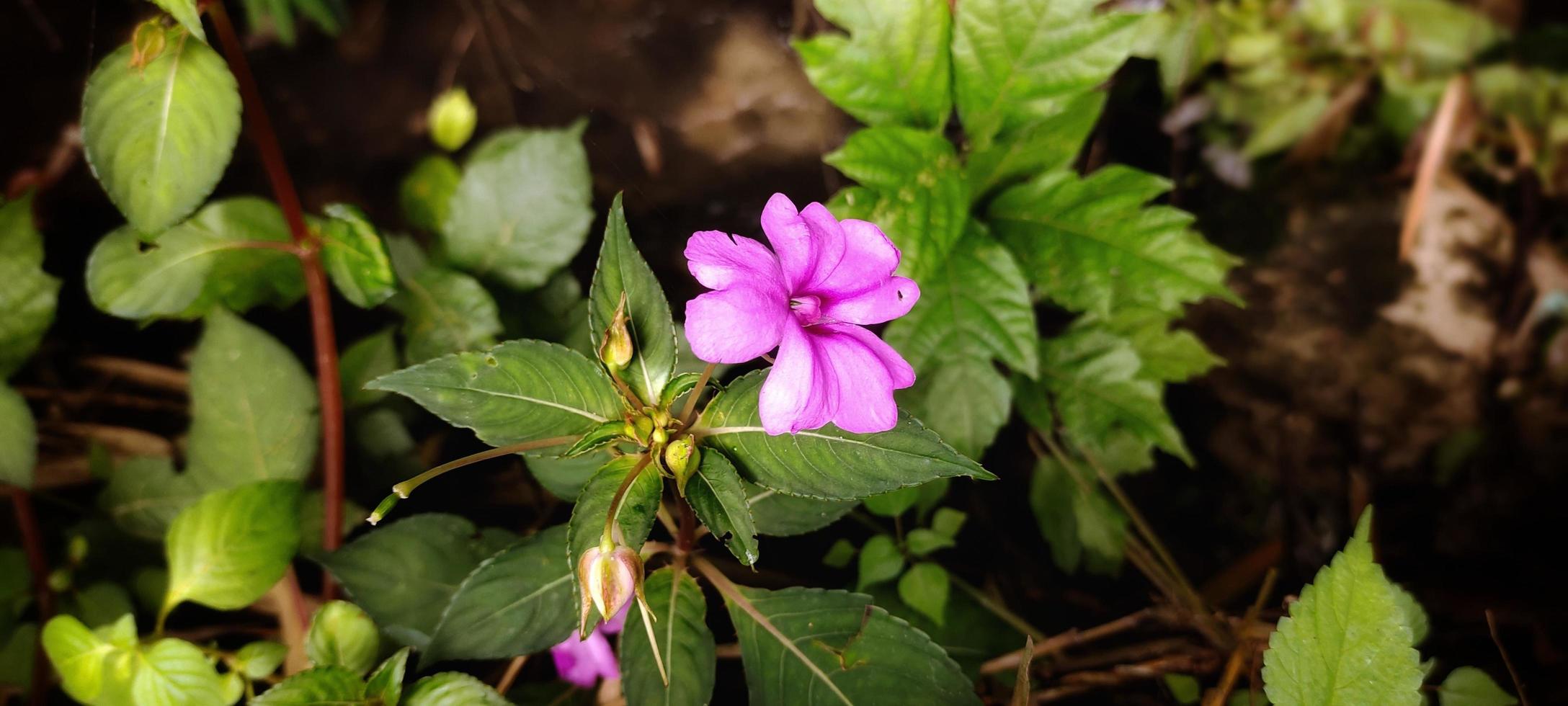 vista superior de la flor impatiens hawkeri, también conocida como pacar cina o pacar hawkeri. foto