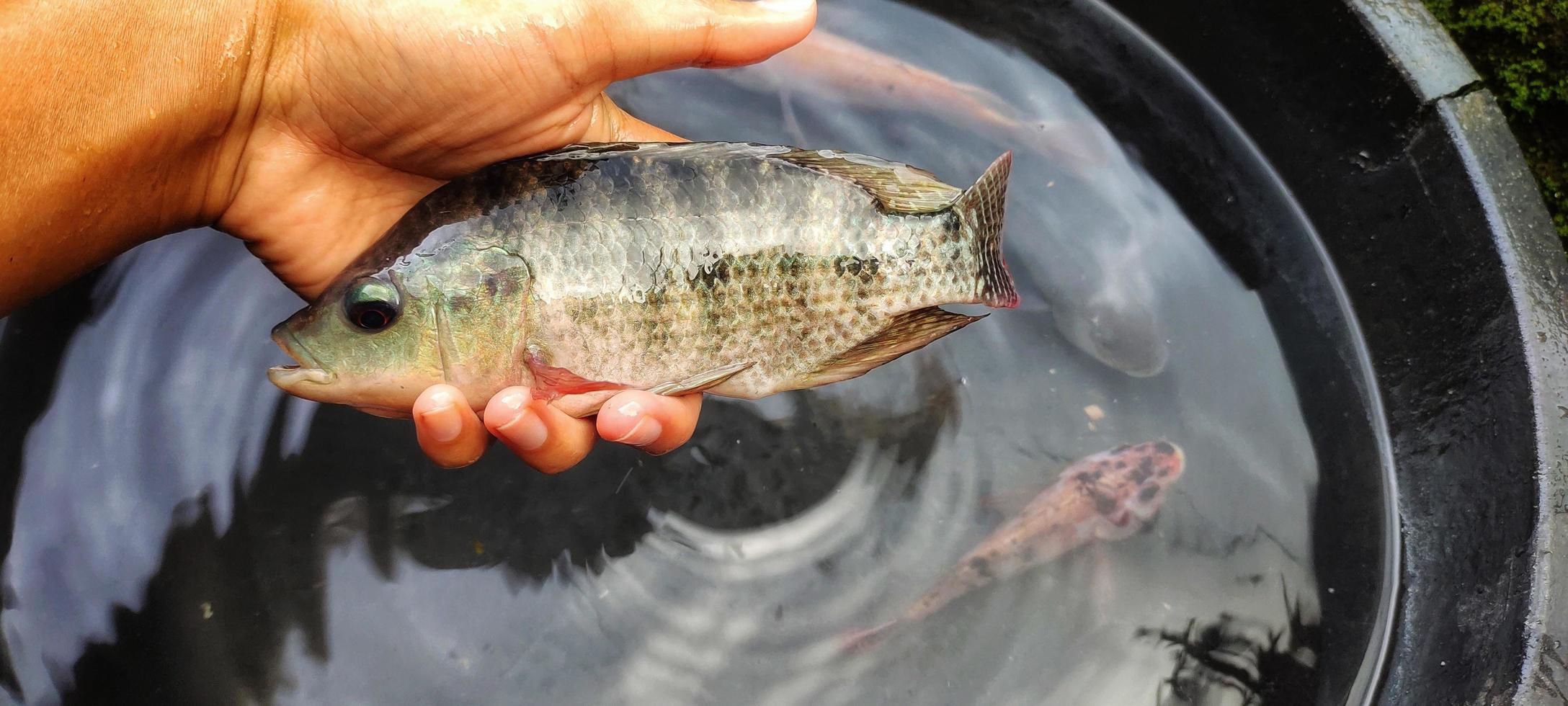 hombre sosteniendo pescado oreochromis mossambicus, tilapia o pescado mujair. Oreochromis mossambicus fresco es de tamaño bastante grande listo para ser comercializado. vista superior foto