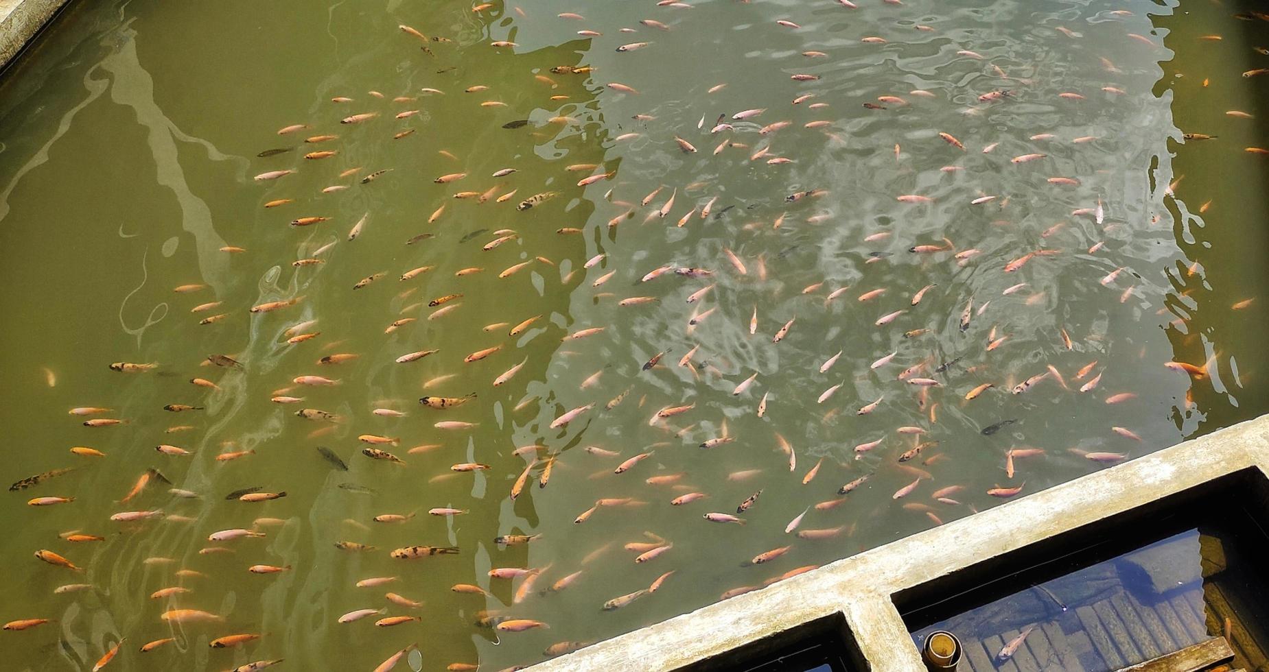 Oreochromis niloticus or tilapia fish ponds, full of mediumsized fish. Preparation for nursery