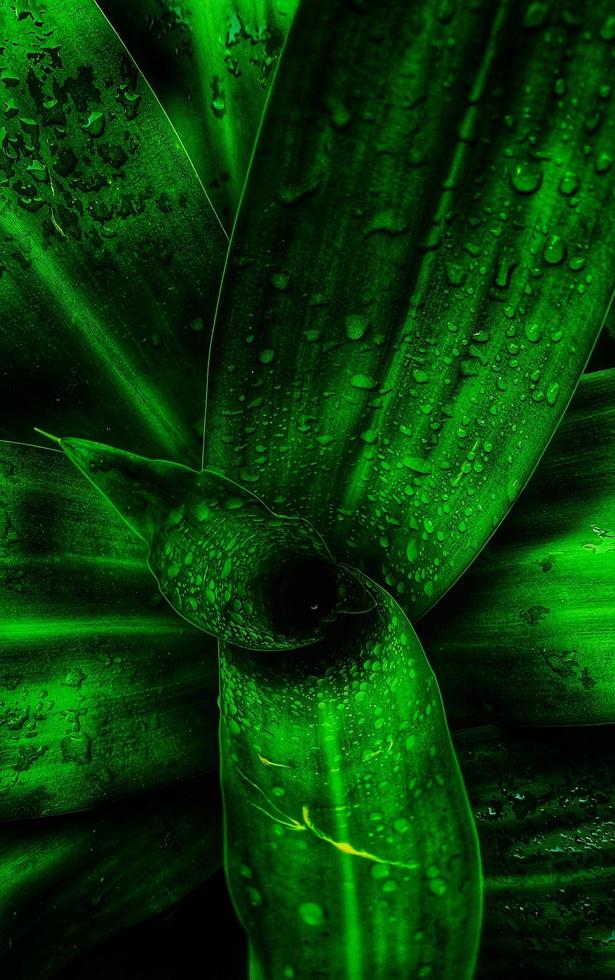 un retrato de rocío de agua en las hojas de dracaena fragrans o comúnmente llamada planta de marfil sri. el rocío se ve hermoso y brillante foto