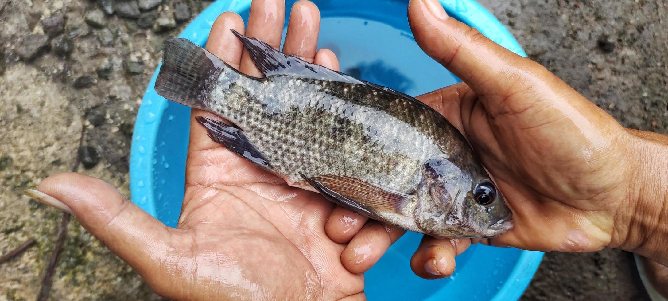 hombre sosteniendo pescado oreochromis mossambicus, tilapia o pescado mujair. Oreochromis mossambicus fresco es de tamaño bastante grande listo para ser comercializado foto