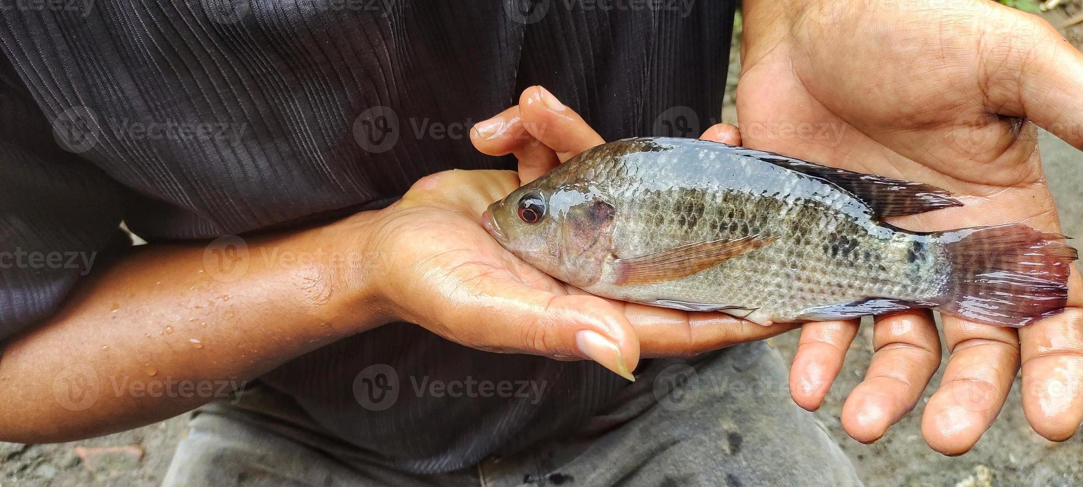 Man Holding Oreochromis mossambicus fish, tilapia or mujair fish. Fresh Oreochromis mossambicus is quite large in size ready to be marketed photo