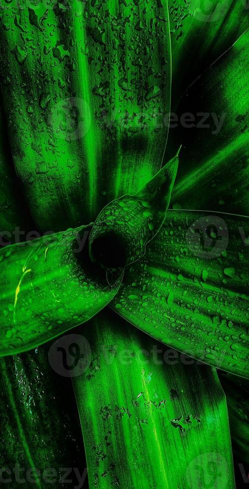A portrait of water dew on the leaves of dracaena fragrans or commonly called the sri ivory plant. The dew looks beautiful and shiny photo