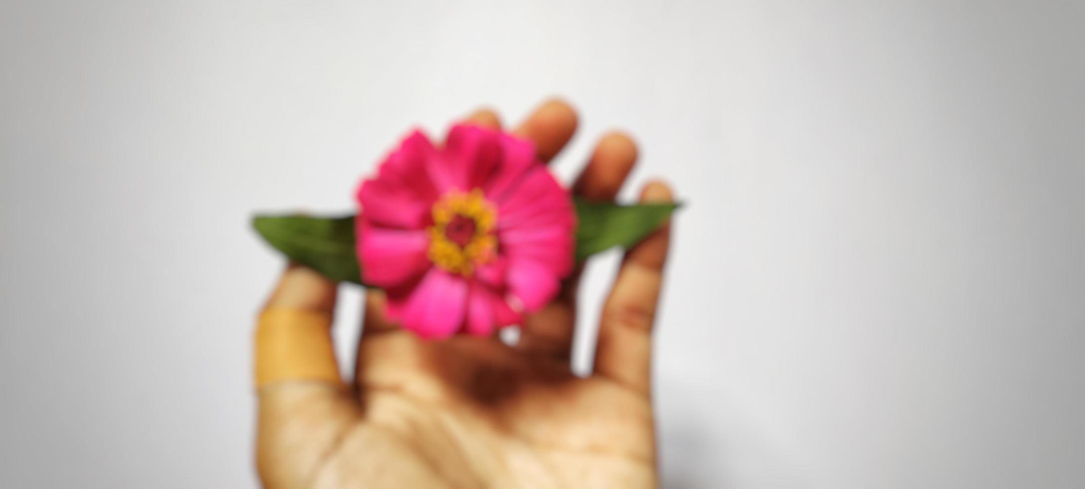 desenfoque de fondo con el tema de la naturaleza, desenfoque de fondo de flores zinnia elegans aisladas sobre fondo blanco foto