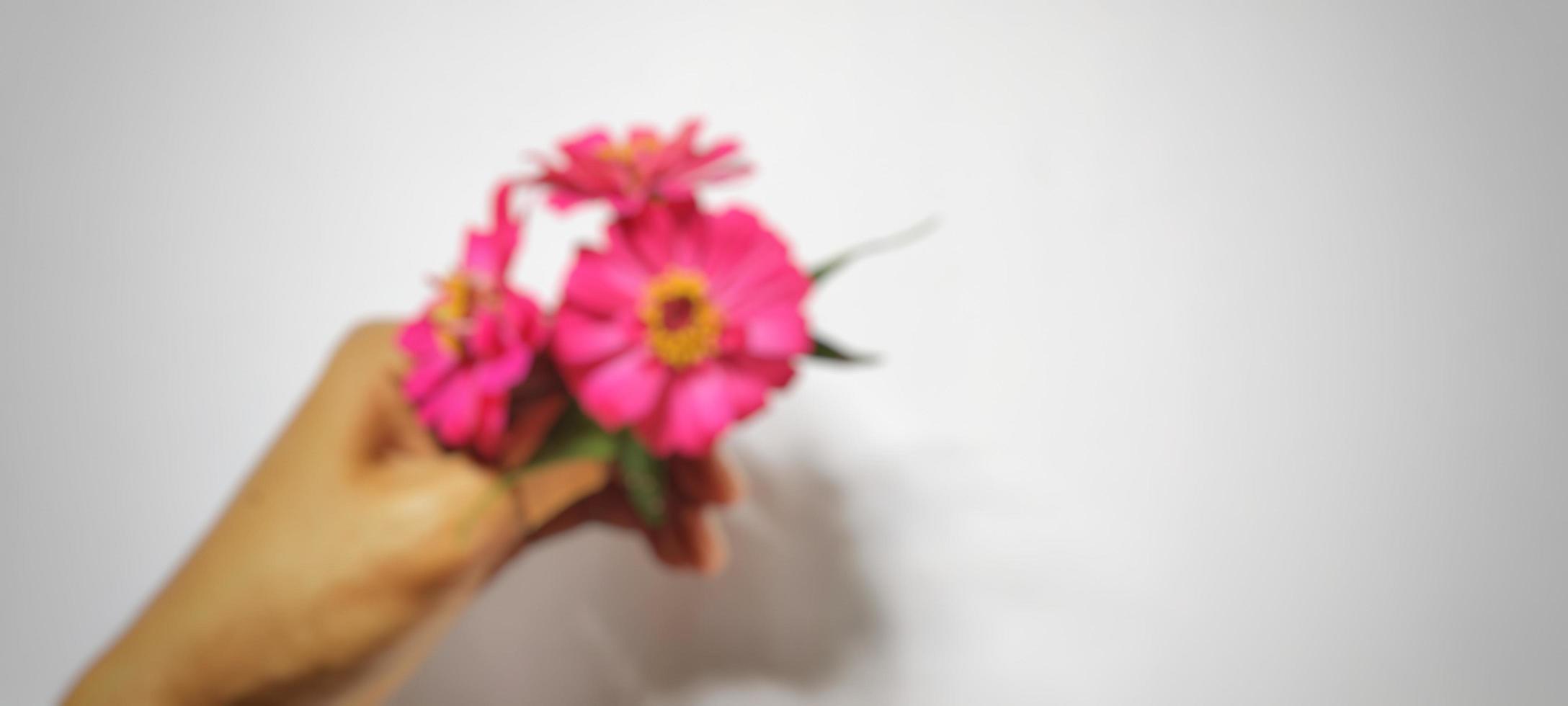 Background blur with the theme of nature, background blur of zinnia elegans flowers isolated on white background and negative space. photo