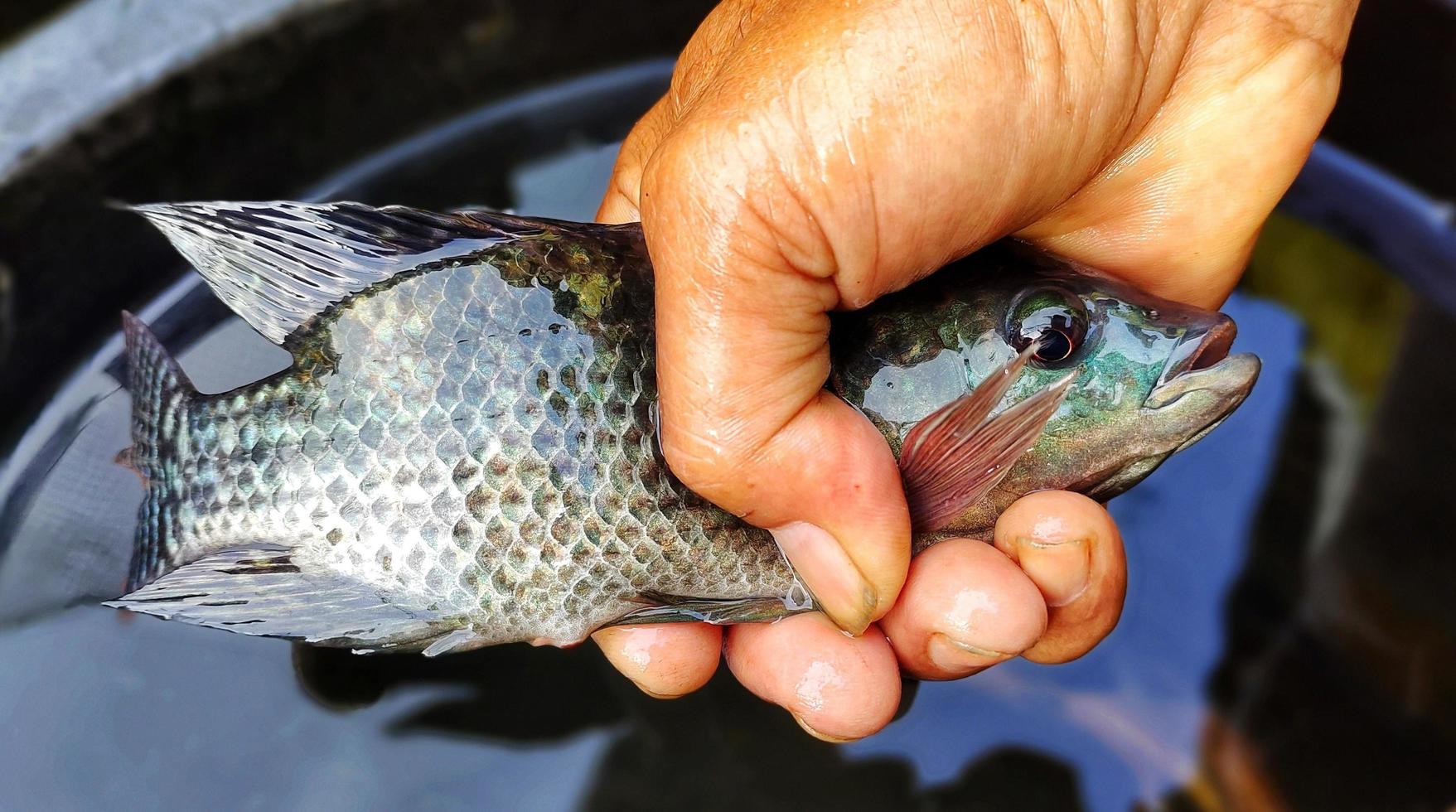 Man Holding Oreochromis mossambicus fish, tilapia or mujair fish. Fresh Oreochromis mossambicus is quite large in size ready to be marketed photo