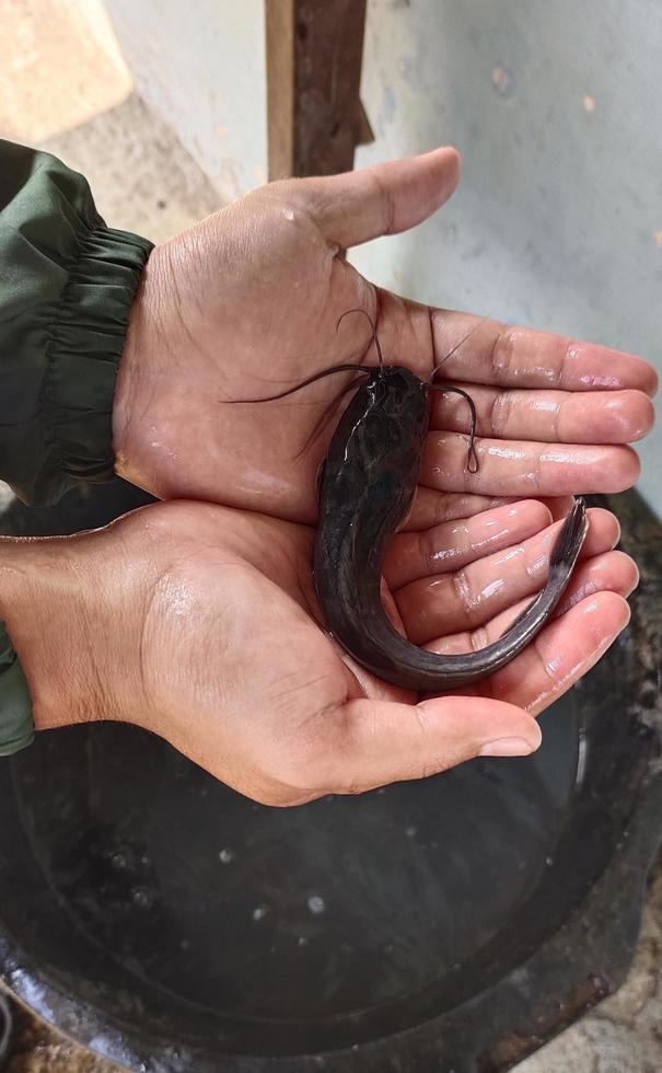 Man Holding Clariidae or small catfish photo