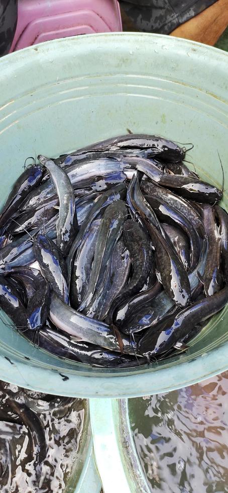 Portrait of Clariidae or medium-sized catfish, this fish is often consumed by Asian people photo