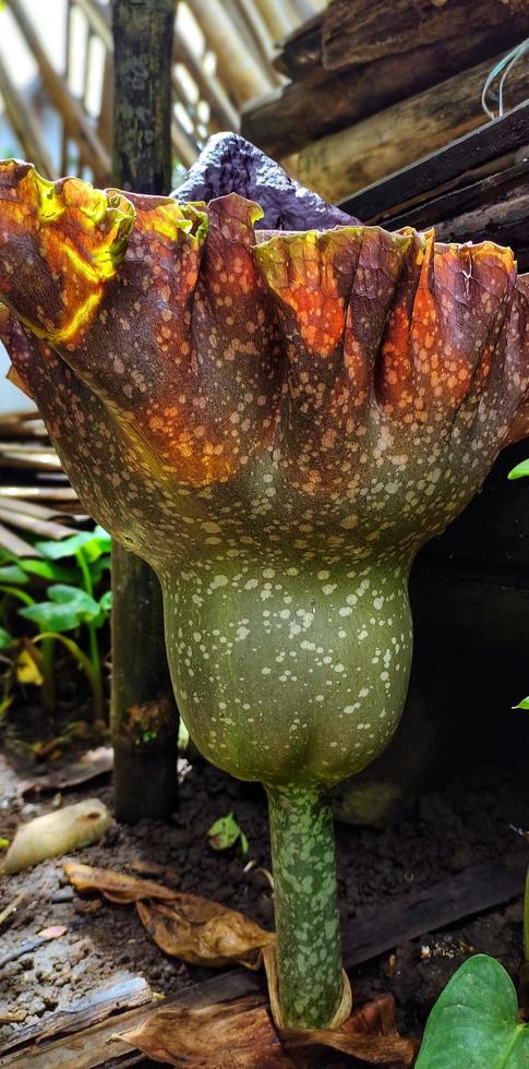Portrait of a suweg flower or Amorphophallus paeoniifolius that blooms in a garden, this flower has a pungent odor when this flower blooms photo