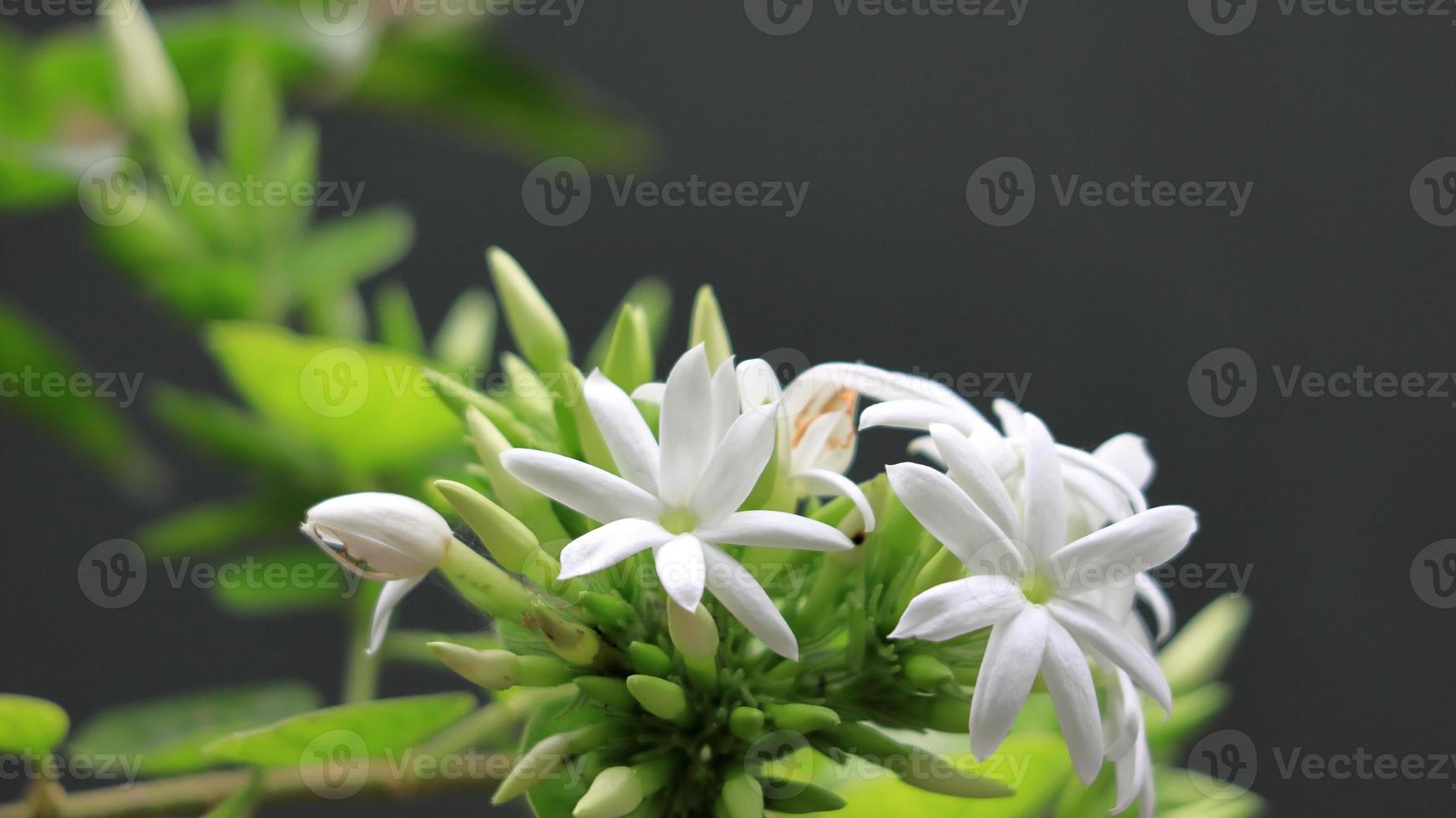 Amazing white flowers in nature background photo