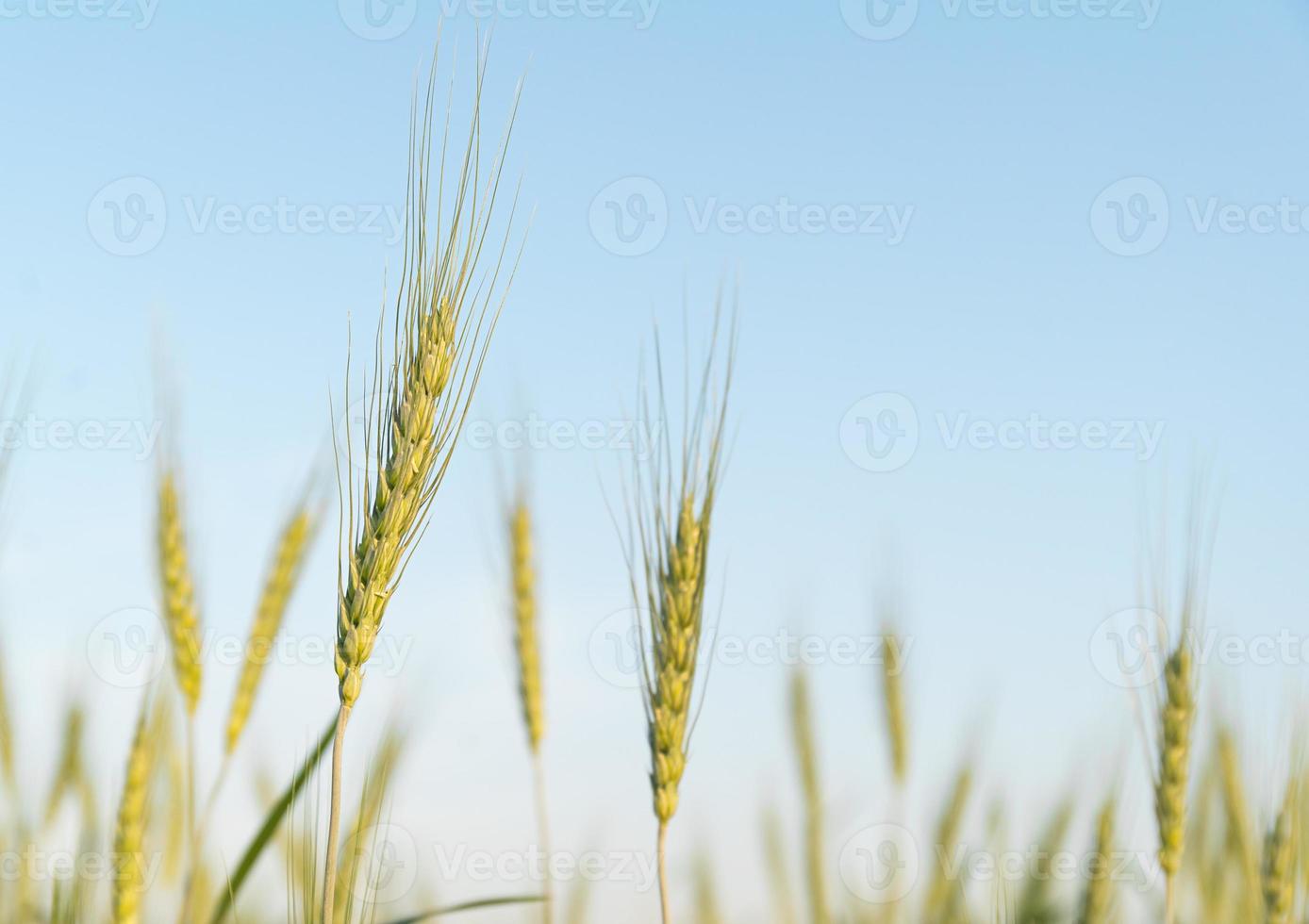 Close up image of  barley corns growing in a field photo