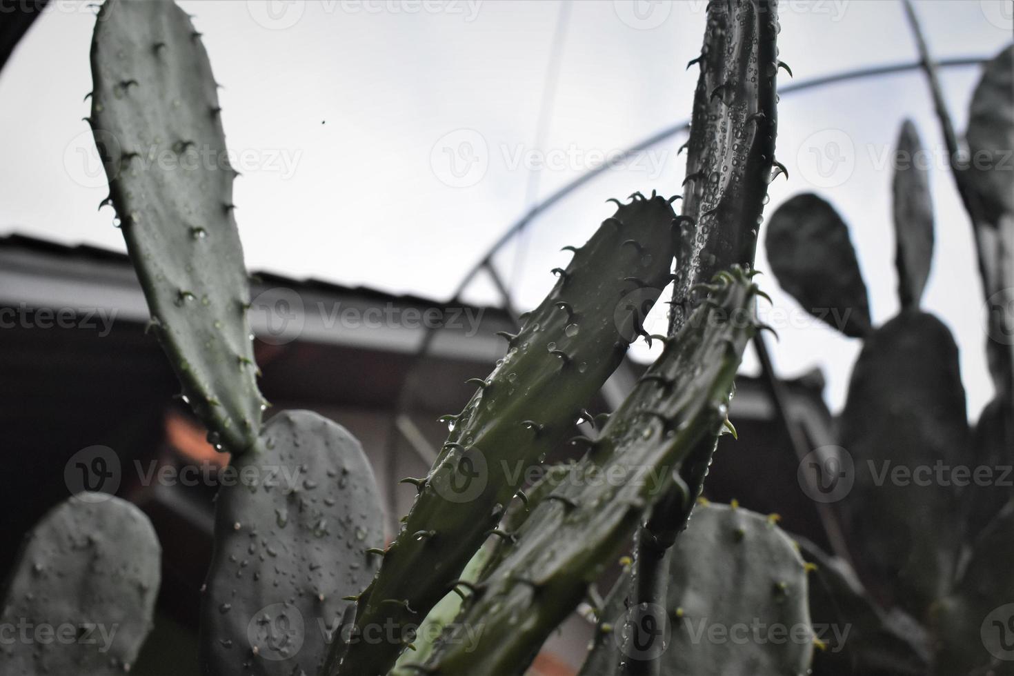 photo of black cactus in the yard