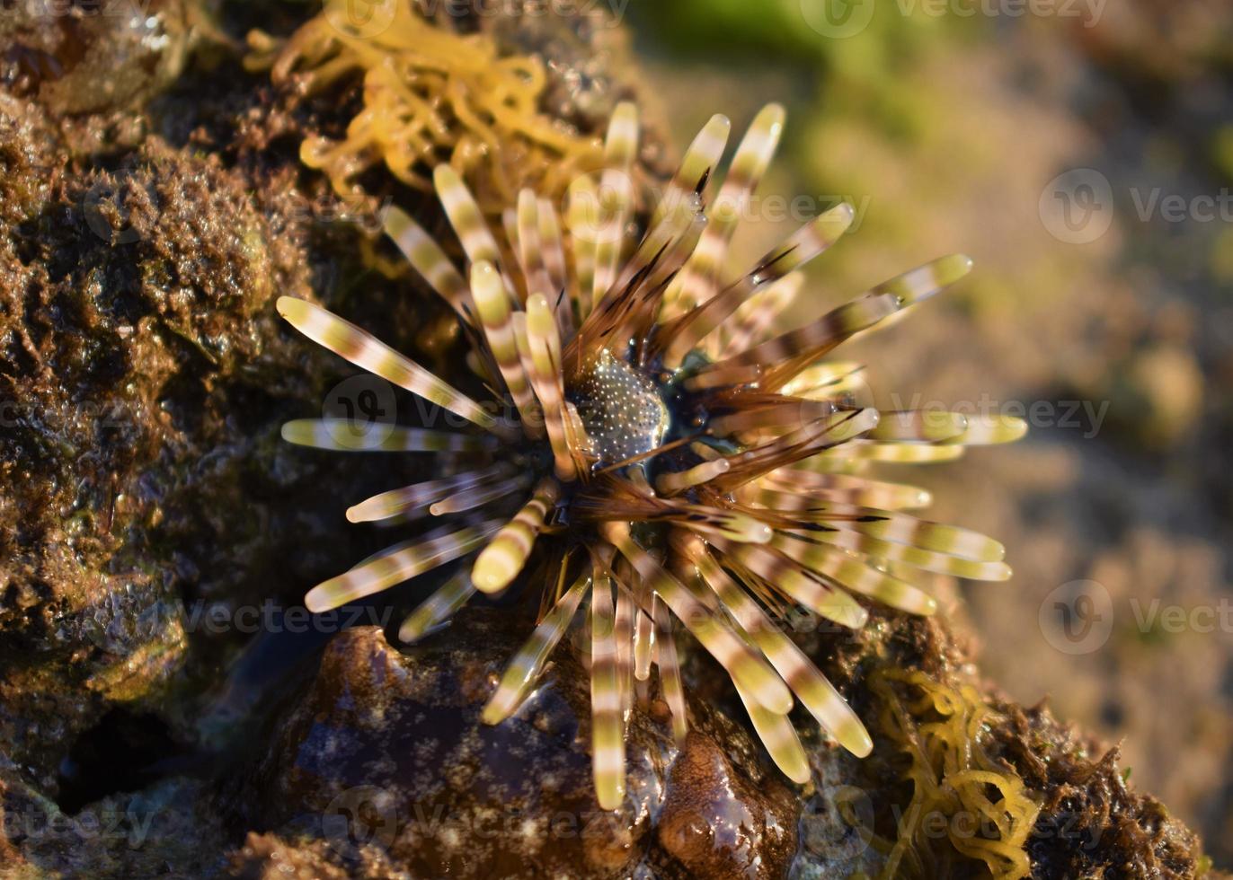 Photo of sea urchin on the beach