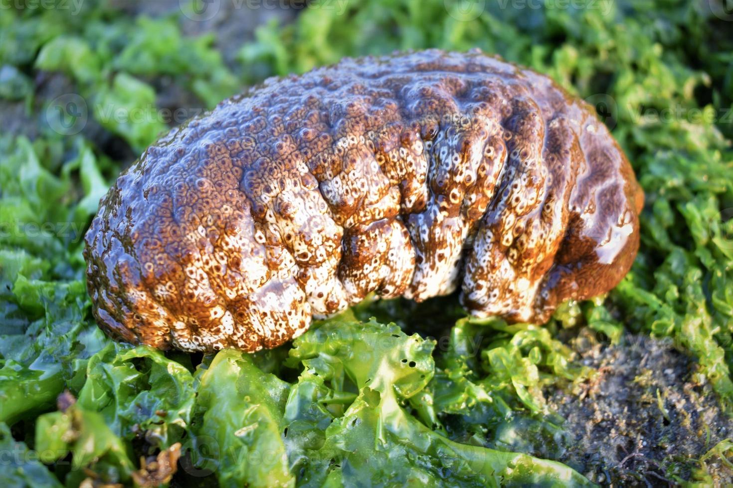 Photo of sea cucumber on the beach