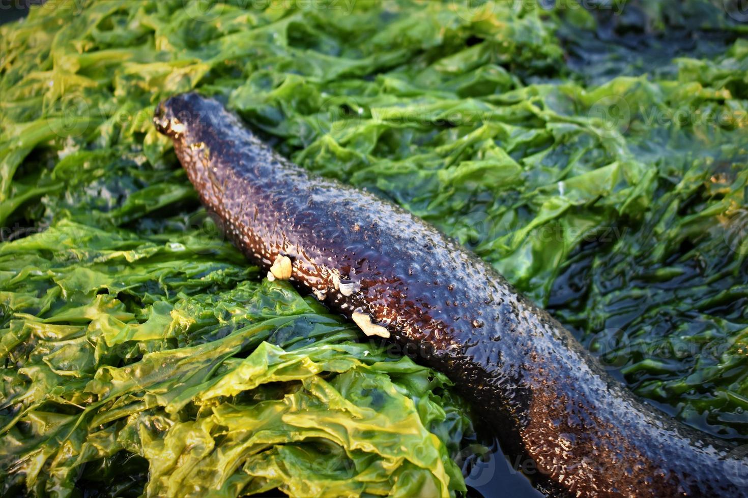 Photo of sea cucumber on the beach