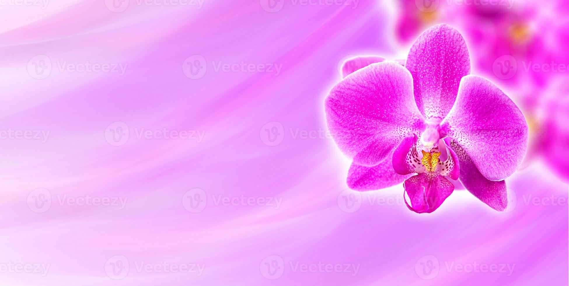 Pink orchid on abstract background photo