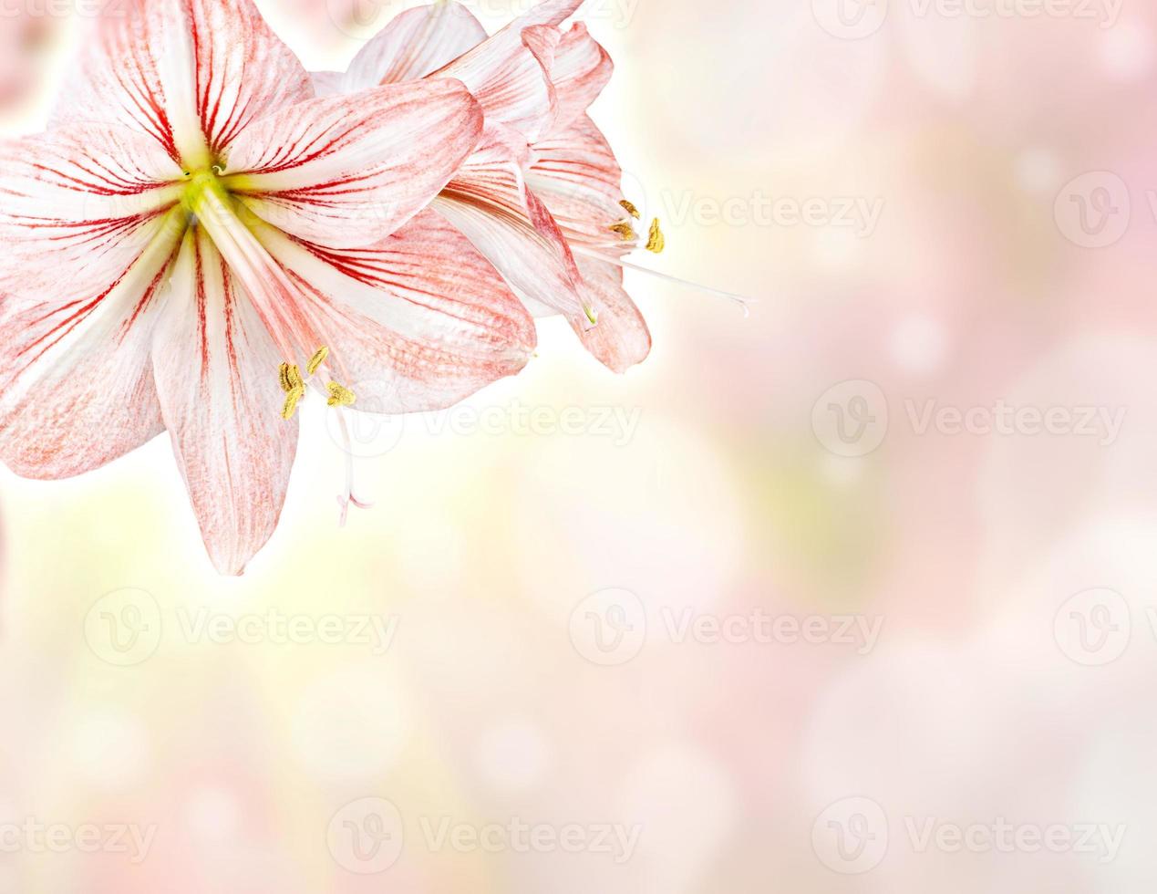 Amaryllis abstract floiral background photo