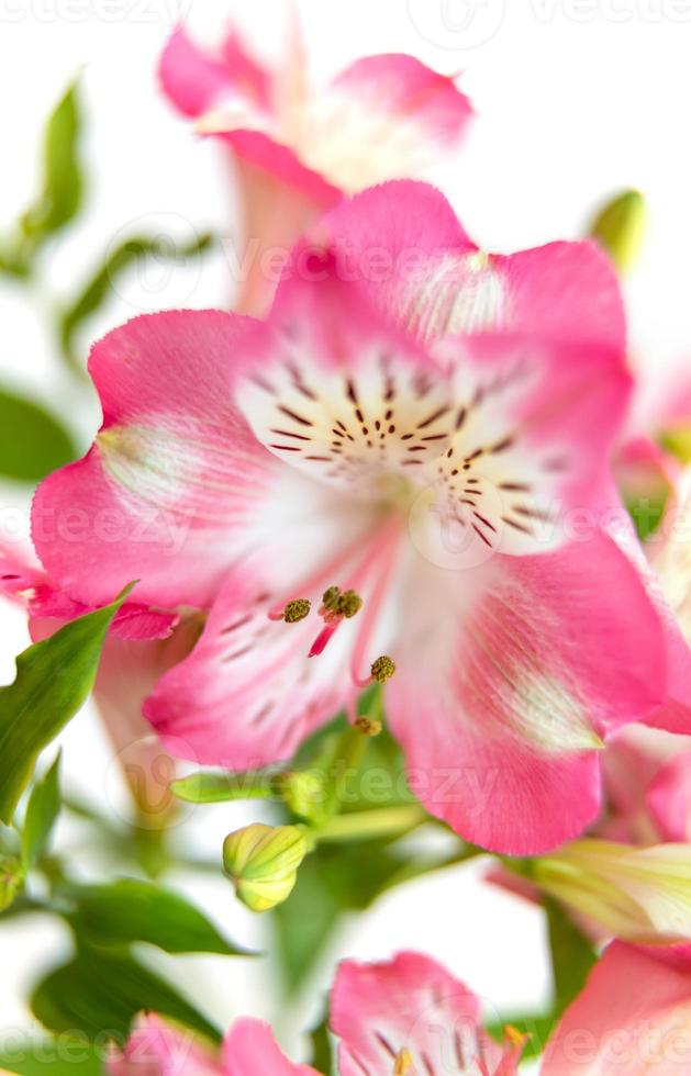 Alstroemeria flowers background 17564911 Stock Photo at Vecteezy