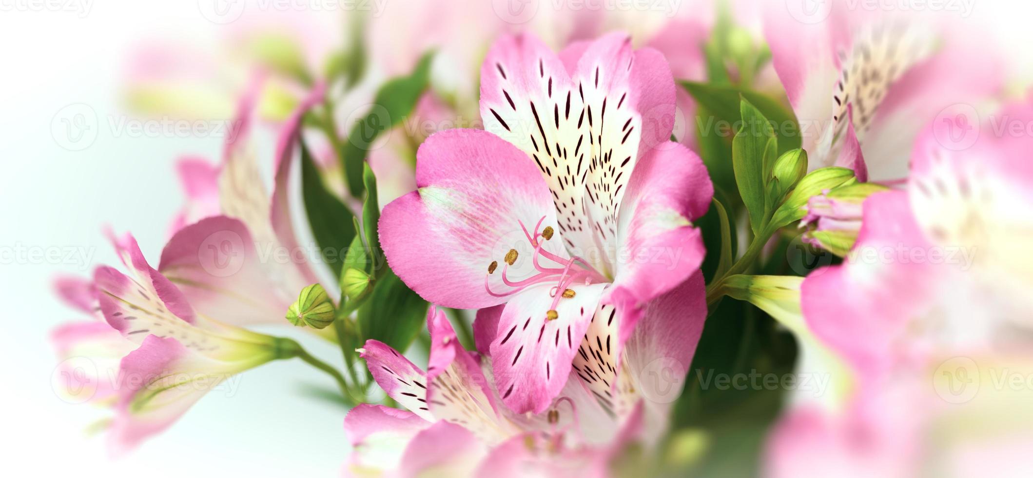 Alstroemeria flowers background photo