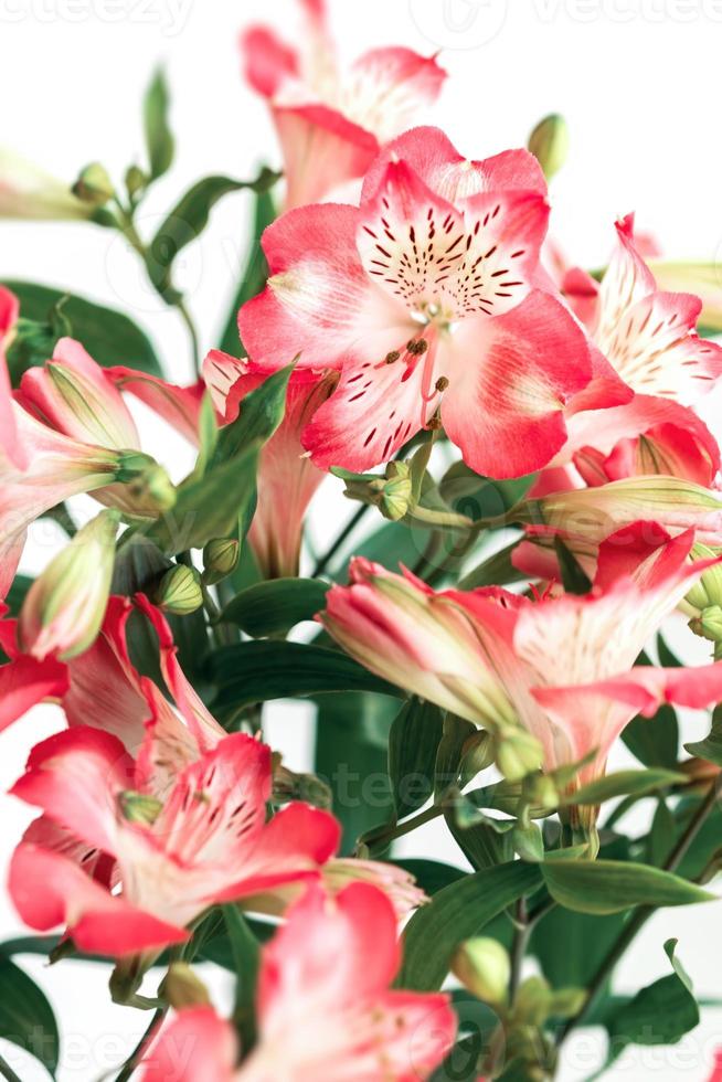 Alstroemeria flowers background 17564926 Stock Photo at Vecteezy