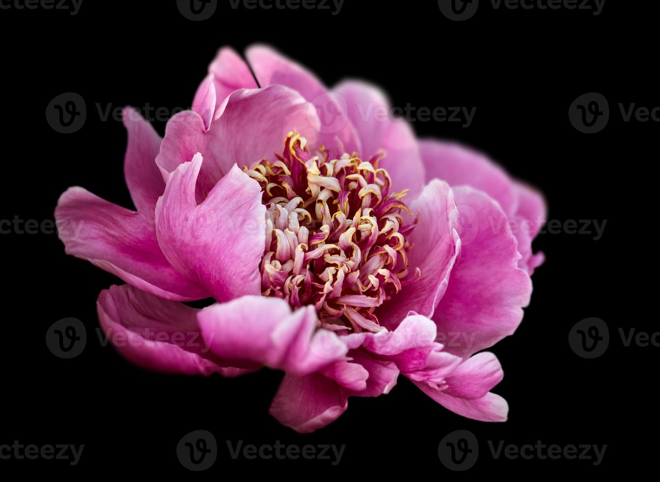Floral background. Peony flower isolated on black photo