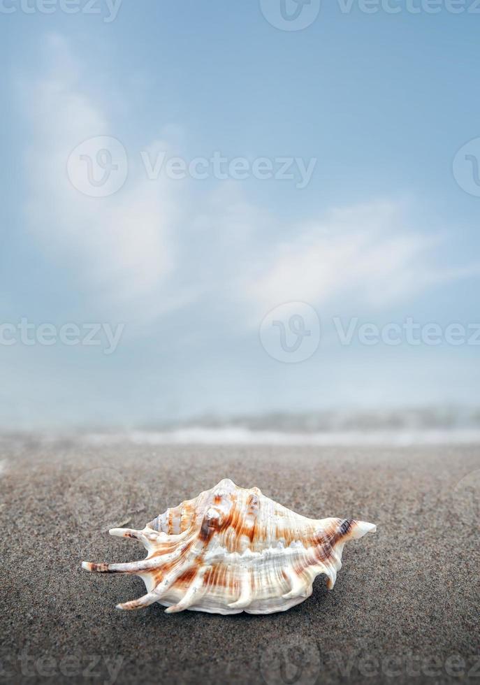 concha de mar tirada en una playa de arena foto