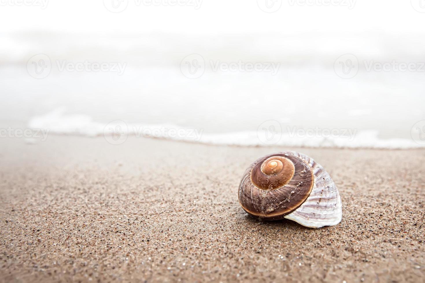 Shell on the beach photo