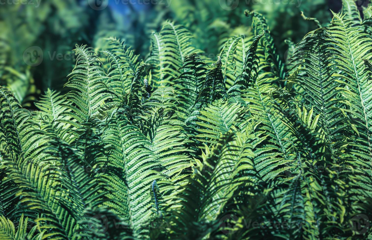Natural floral fern background photo