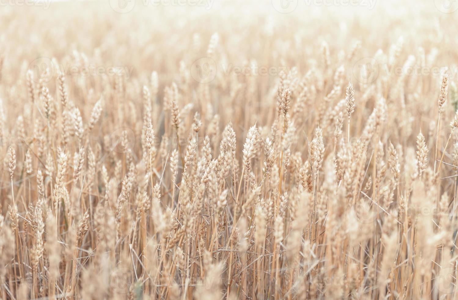 Wheat field ears photo