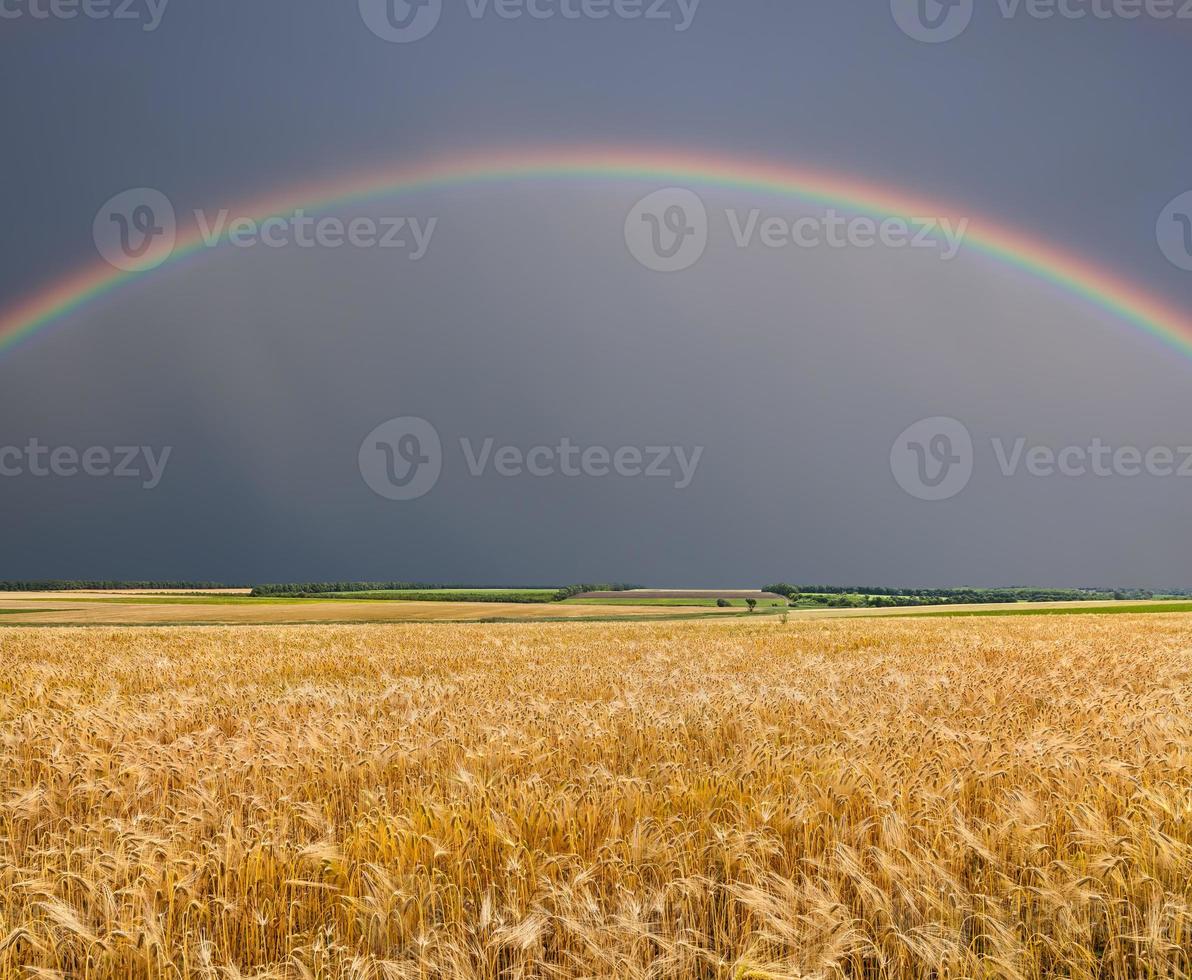 Golden wheat field with rainbow photo