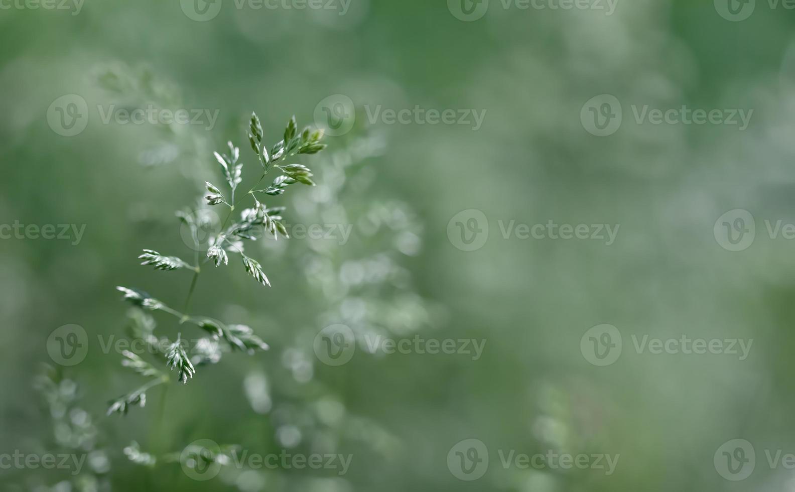 Wild grass on a sun light photo