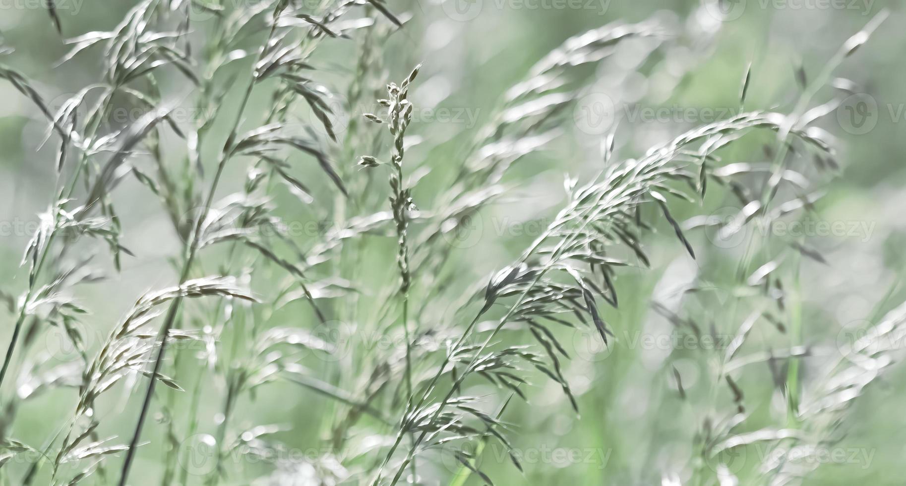 Wild grass on a sun light photo