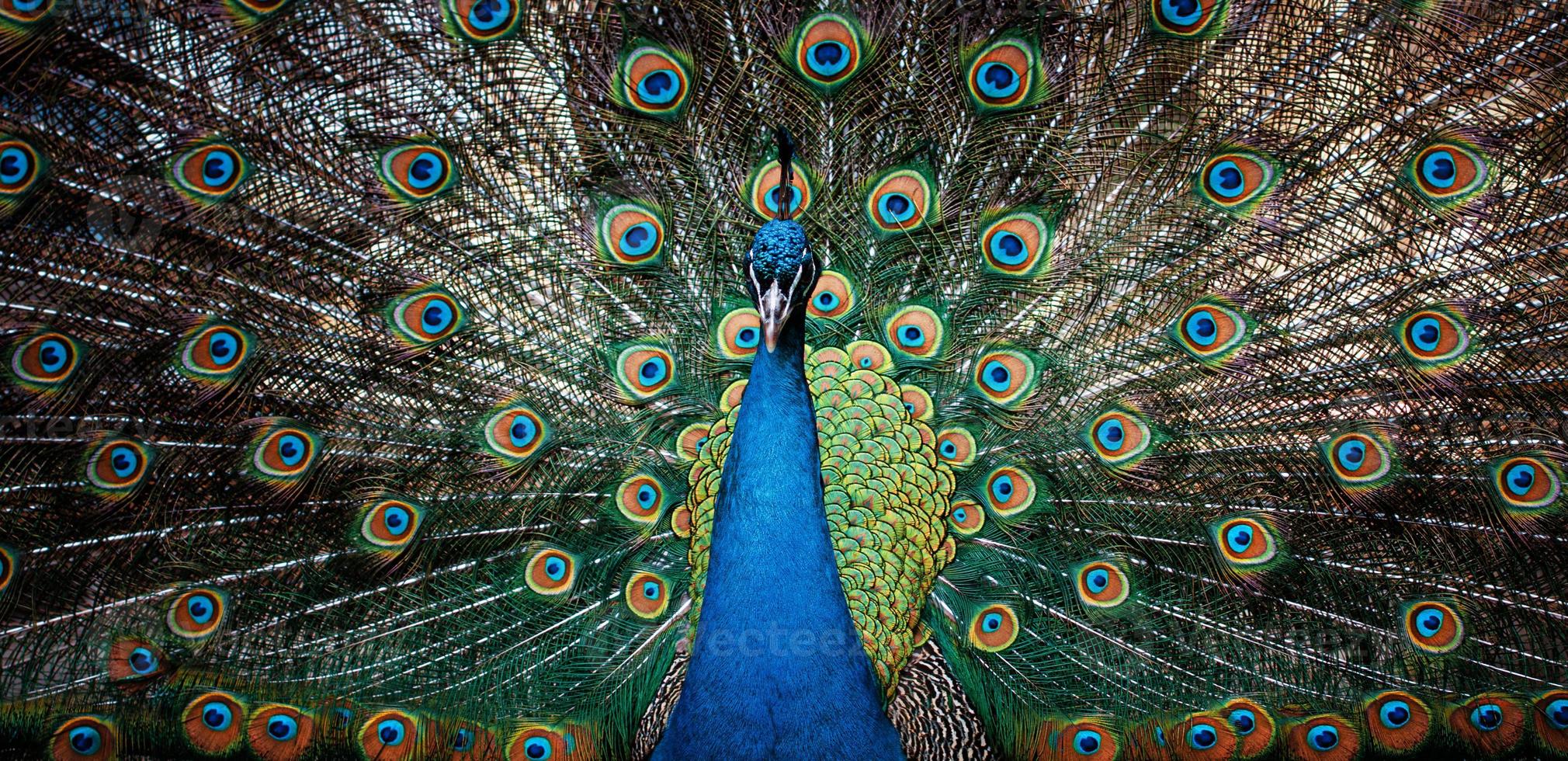 Beautiful peacock with loose feathers photo