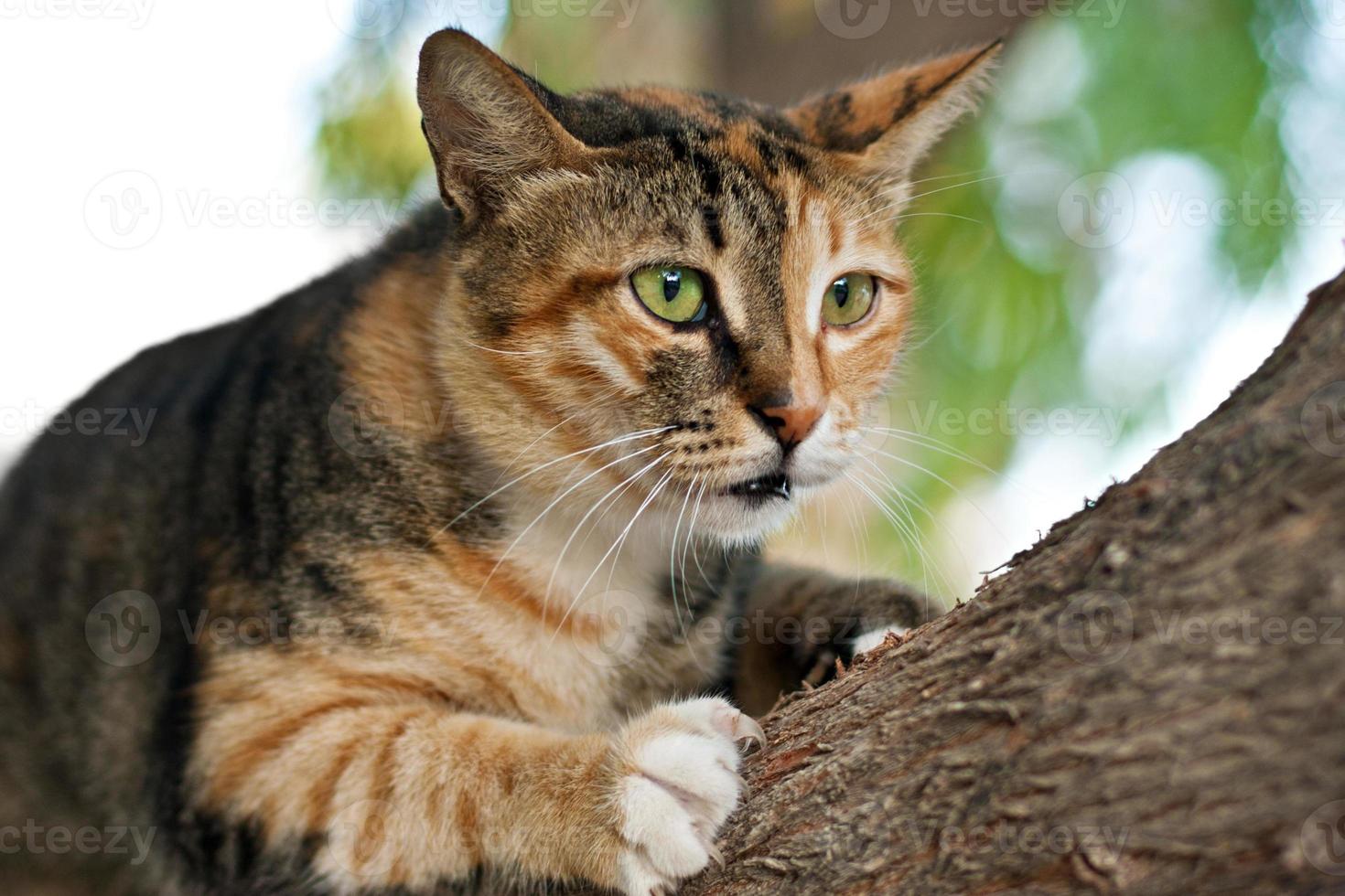 cat climbing on a tree photo