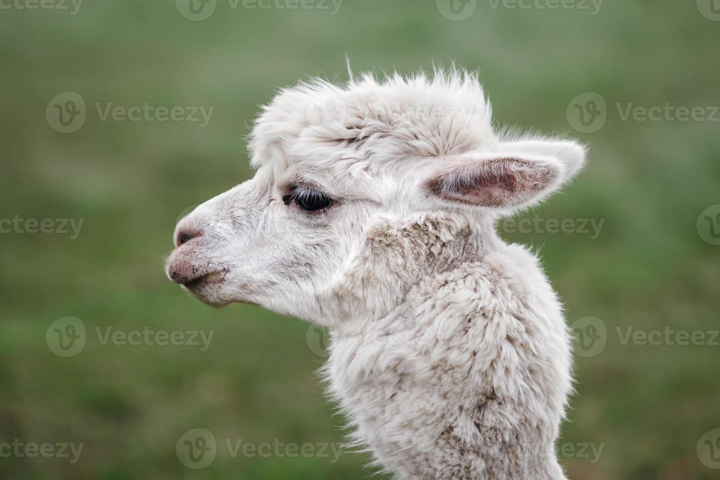 Close up of alpaca on the farm photo