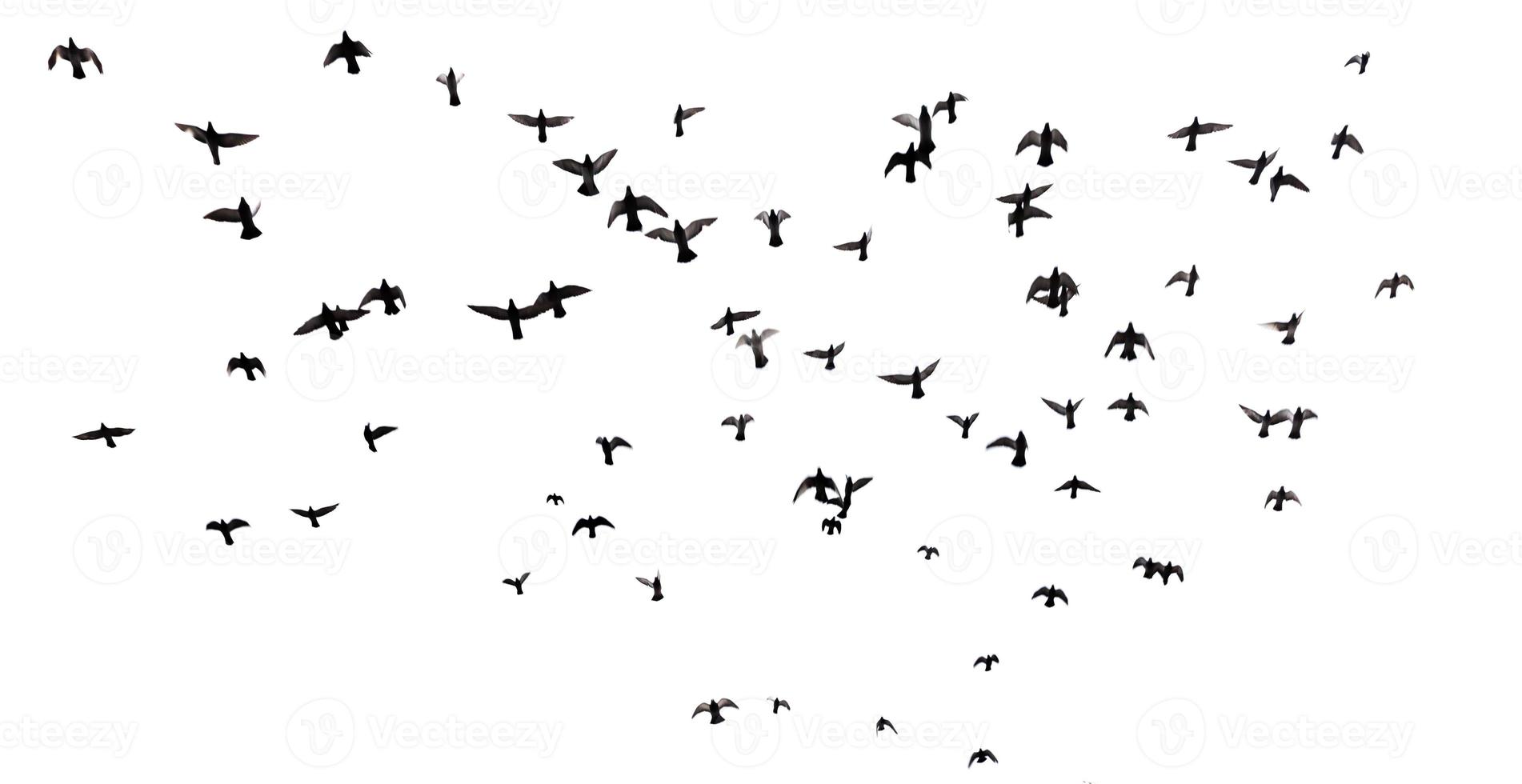 Many birds flying in the sky photo