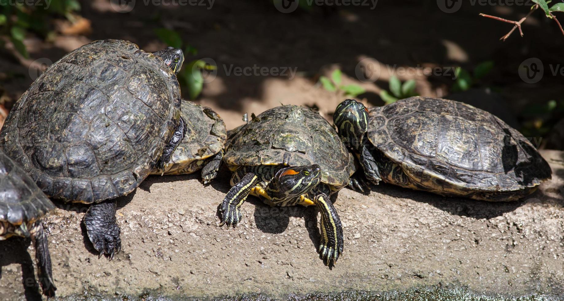 familia de tortugas en la naturaleza foto