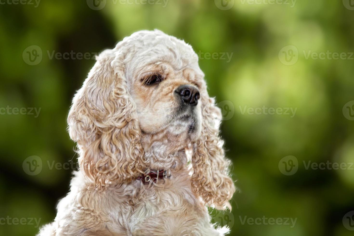 American Cocker Spaniel photo