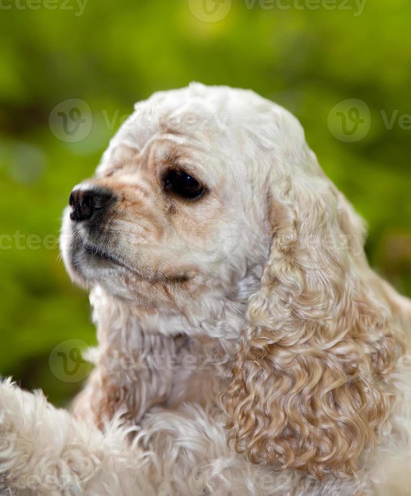 American Cocker Spaniel photo