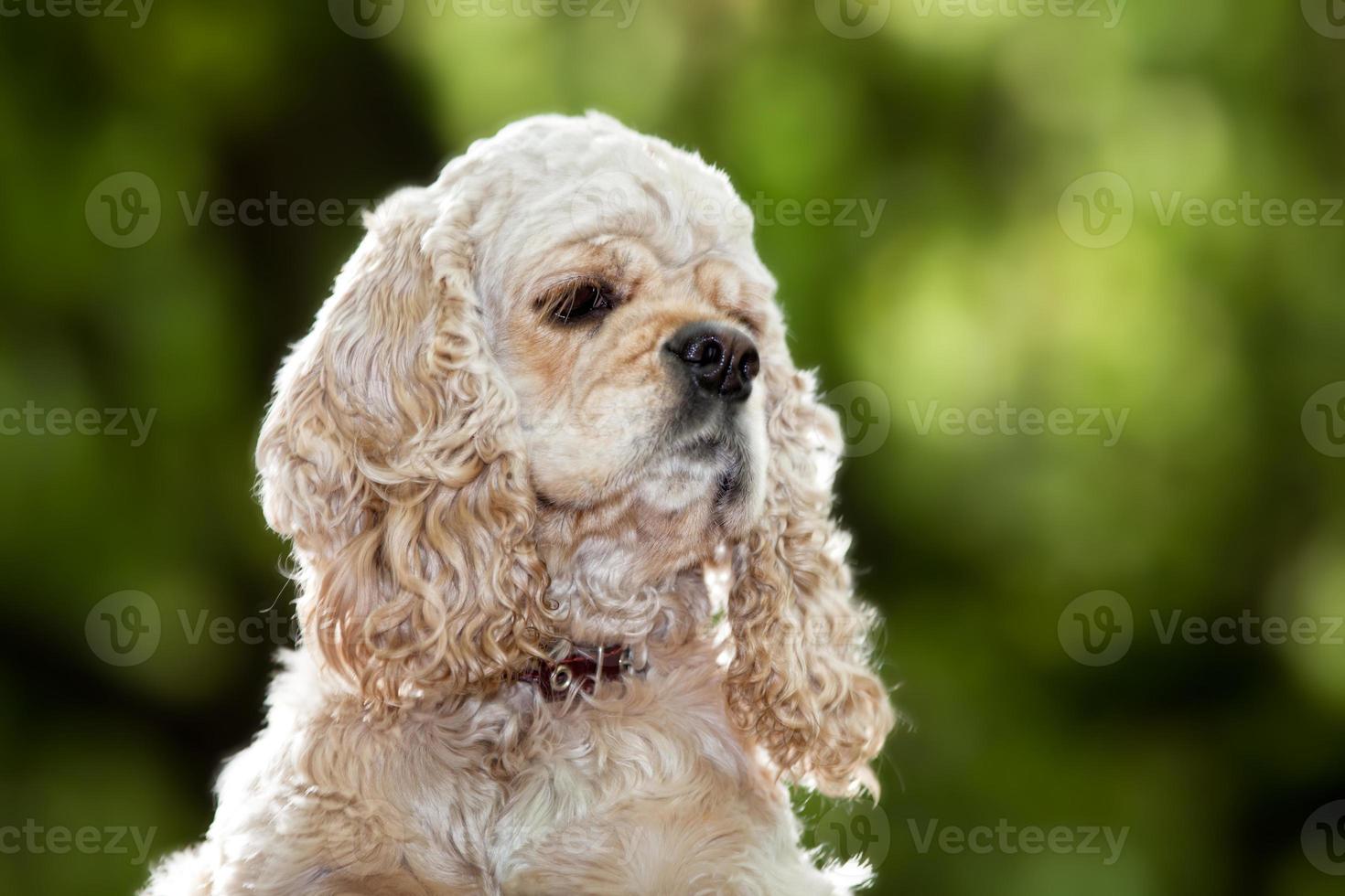 American Cocker Spaniel photo