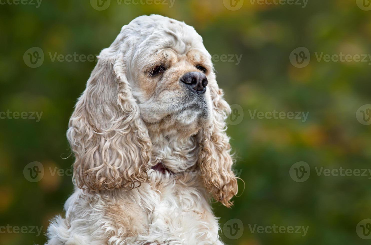 American Cocker Spaniel photo