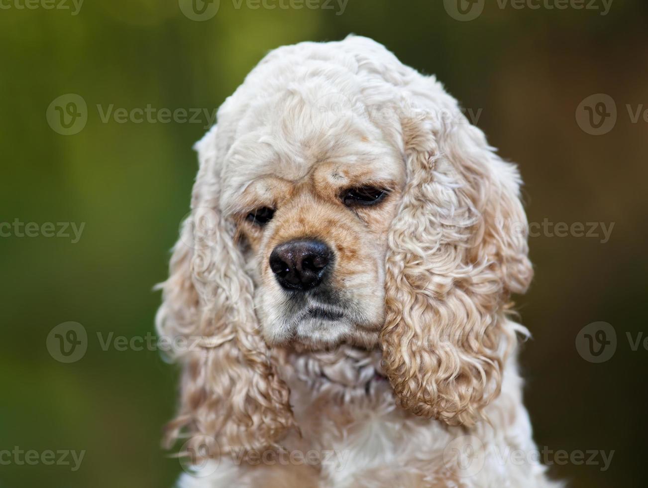 American Cocker Spaniel photo