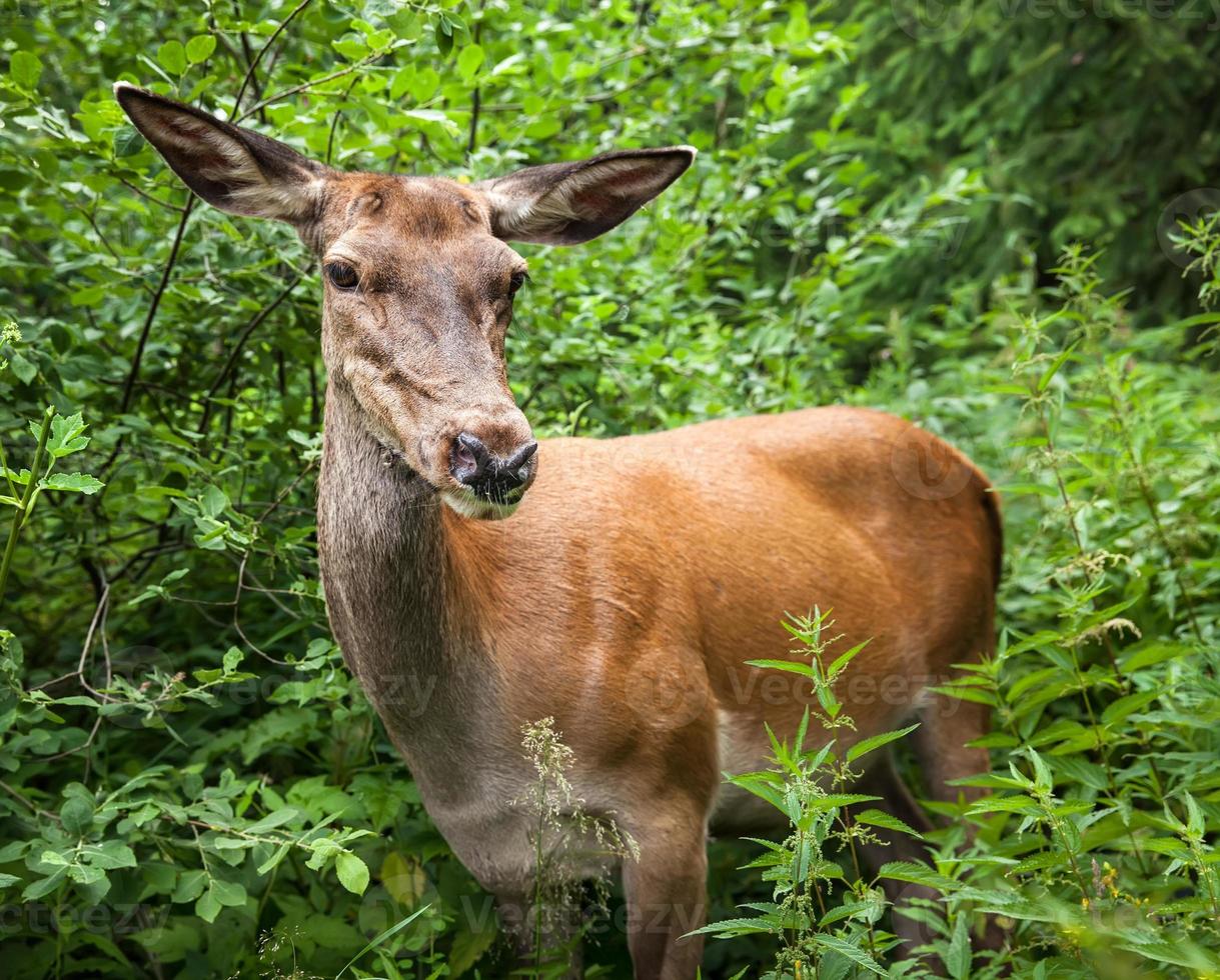 Young deer in the bushes photo