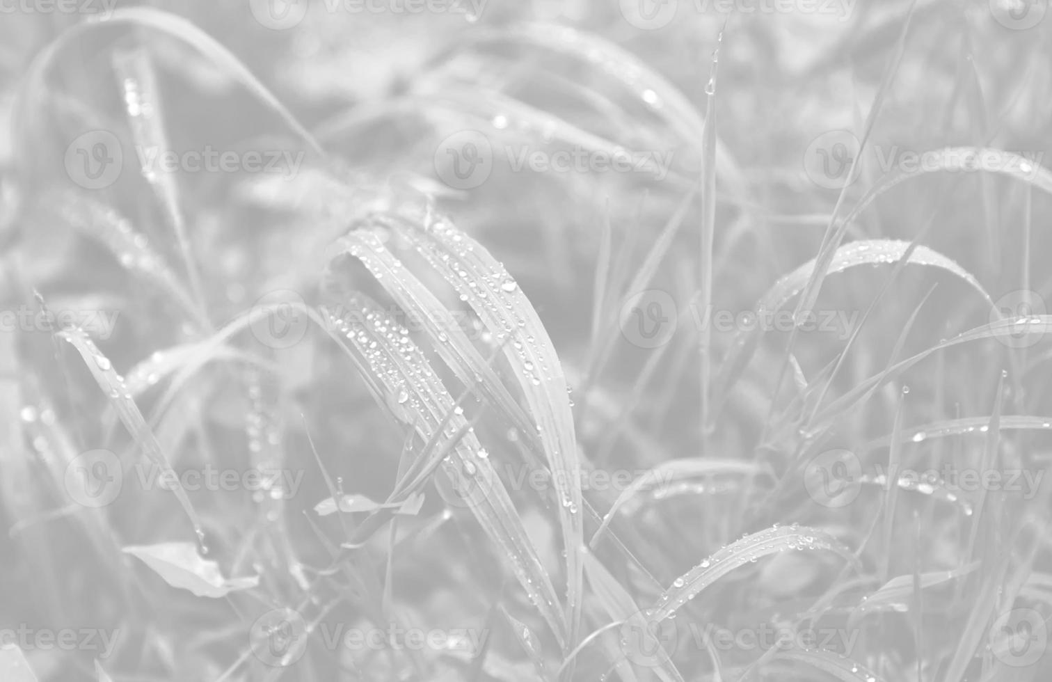 Water drops on the green grass photo