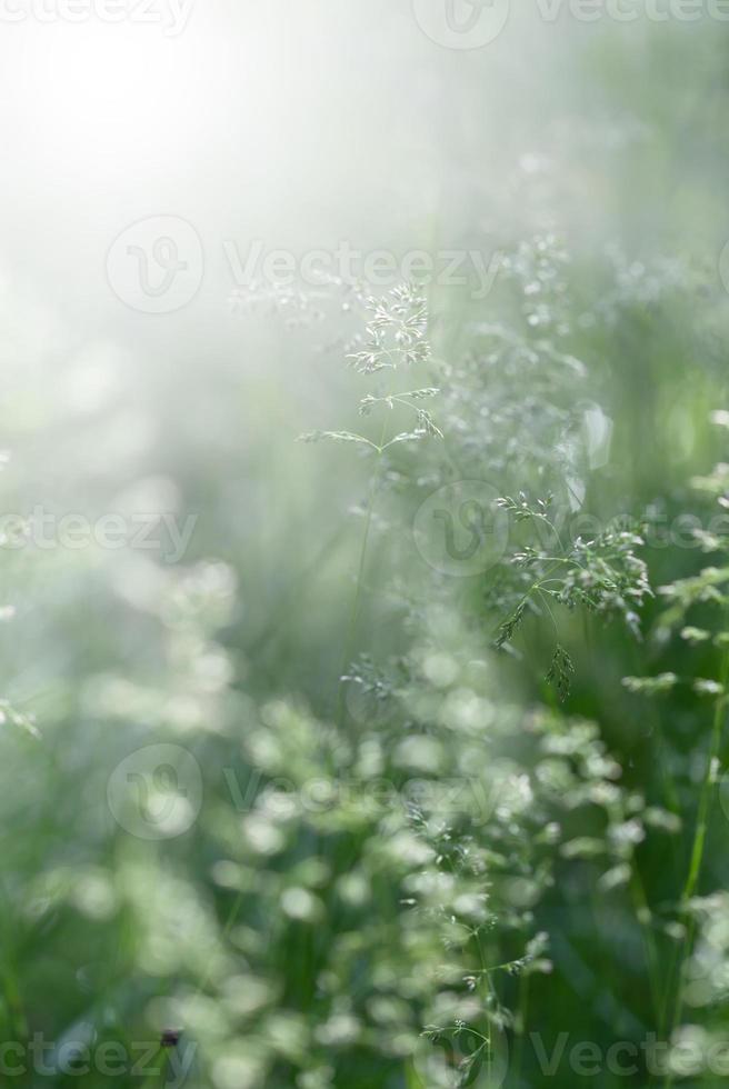 Wild grass background photo