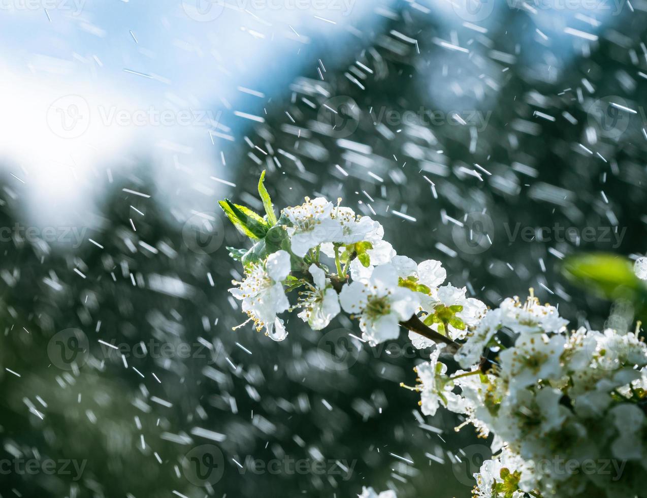 Spring rain in the garden photo