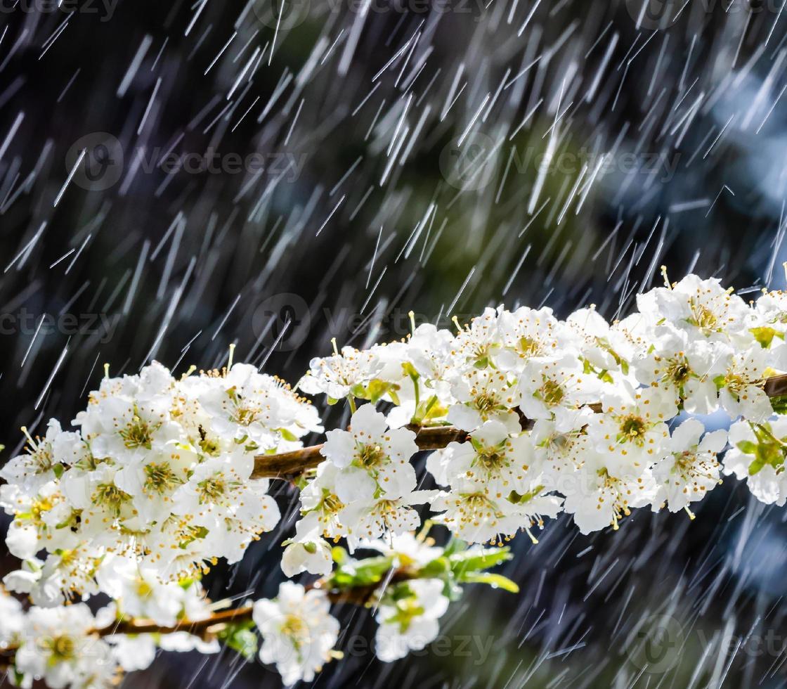 Spring rain in the garden photo