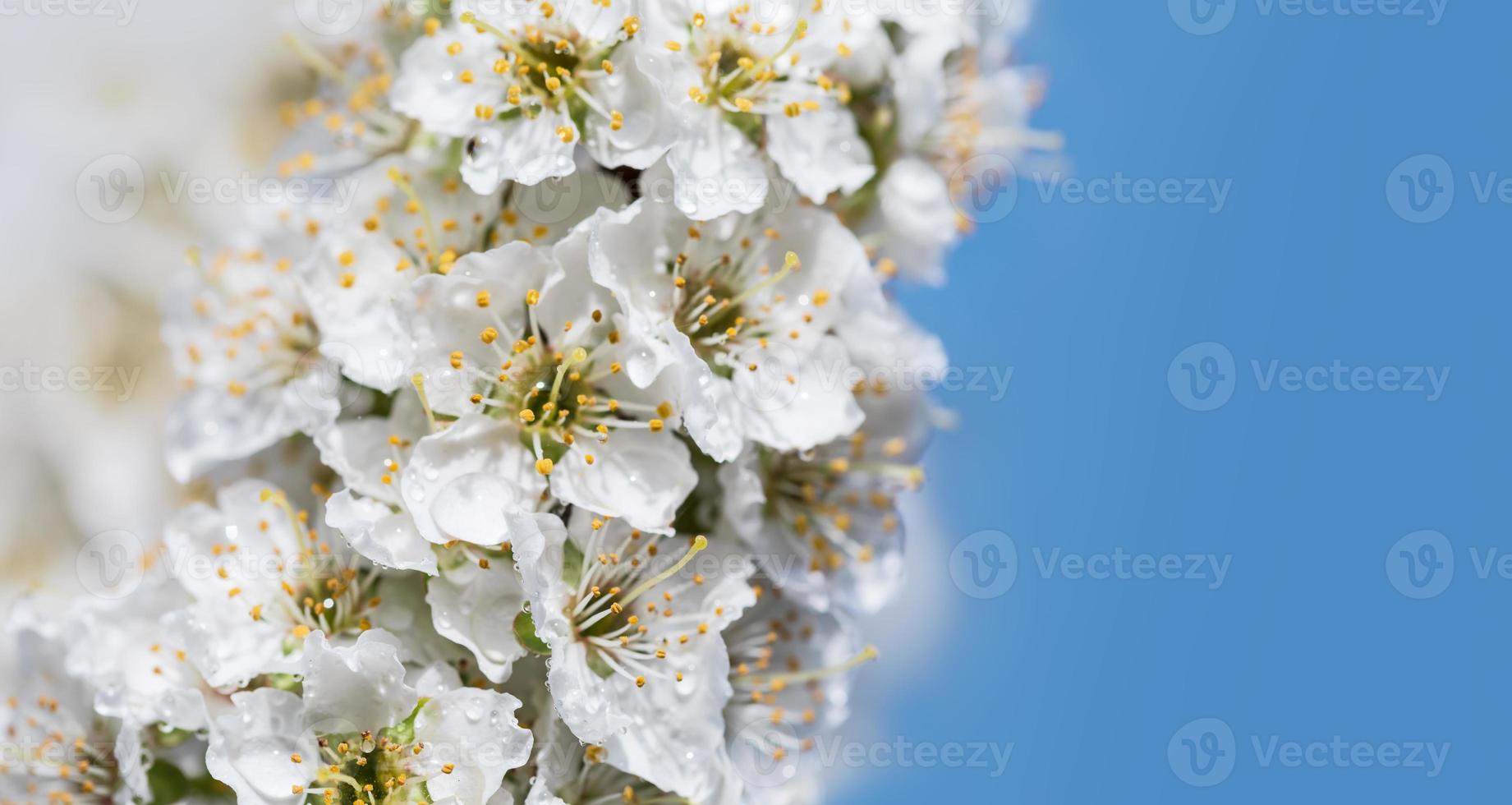 White flowers tree after rain photo