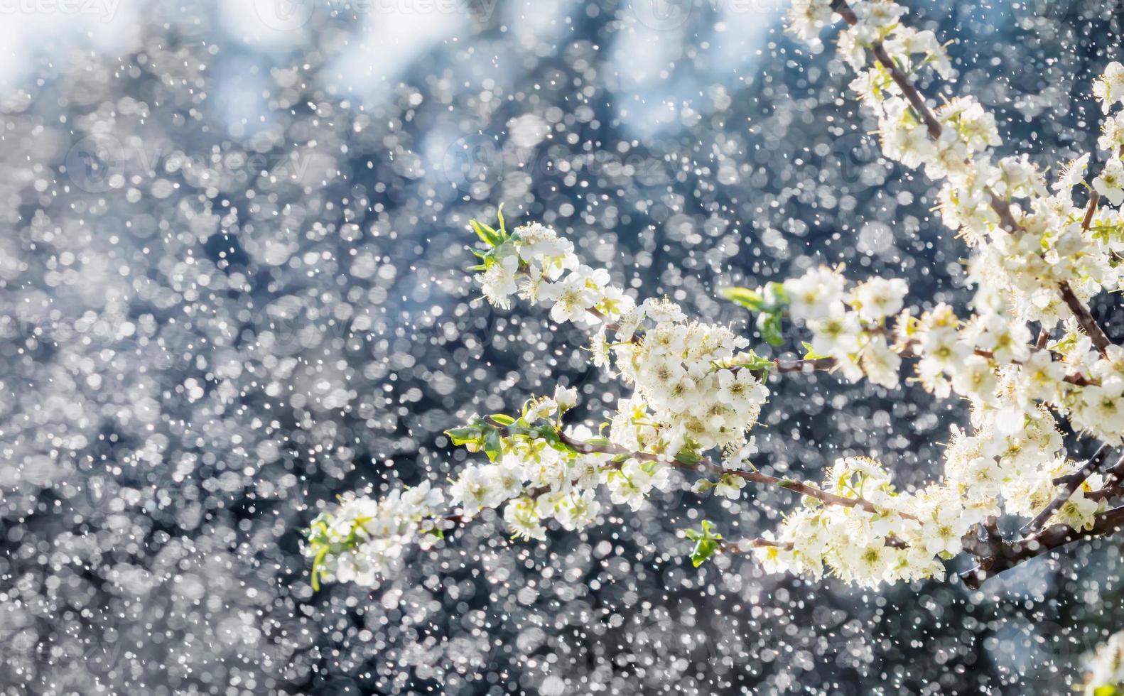 Spring rain in the garden photo